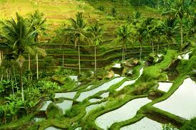 redefine travel trends by visiting Ubud in Bali