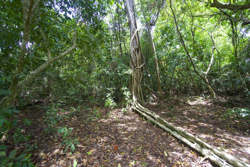 African coast Kaya Kinondo sacred forest