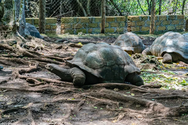 Zanzibar Aldabra turtles
