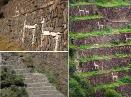 Peruvian heritage ruins Llama terraces