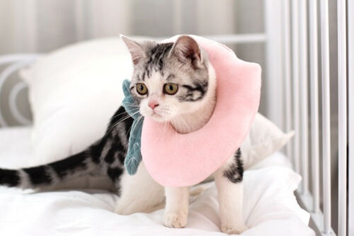 Adjustable Pet Neck Cone – Soft Recovery Collar for Cats & Small Dogs - Image 5