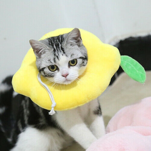 Adjustable Pet Neck Cone – Soft Recovery Collar for Cats & Small Dogs - Image 4