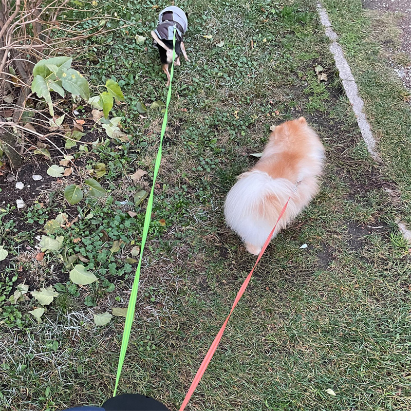 Retractable Dual Dog Leash With LED Light & 360° Swivel - Image 8