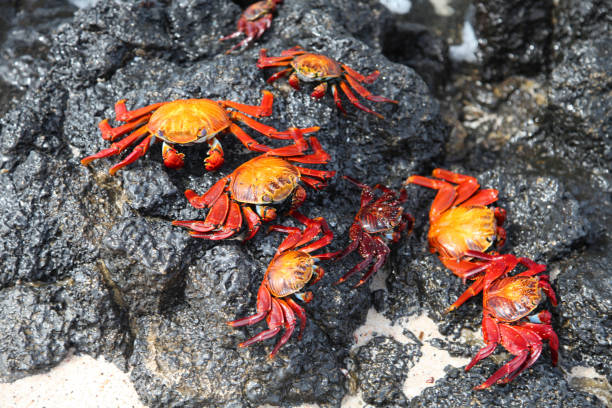 Santa Cruz Galapagos Islands