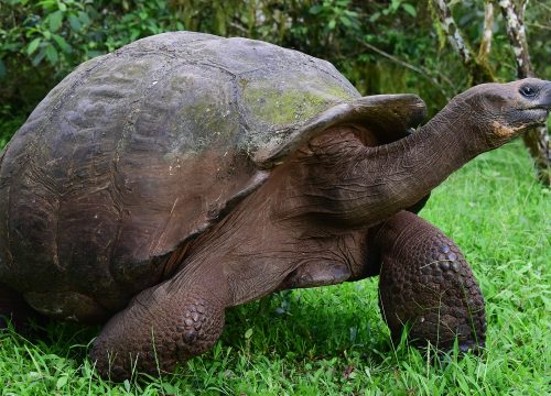 Diversity in Galapagos Enthralls Vacationers in Diverse Ways