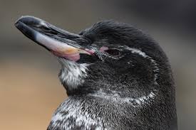 Diversity in Galapagos penguins