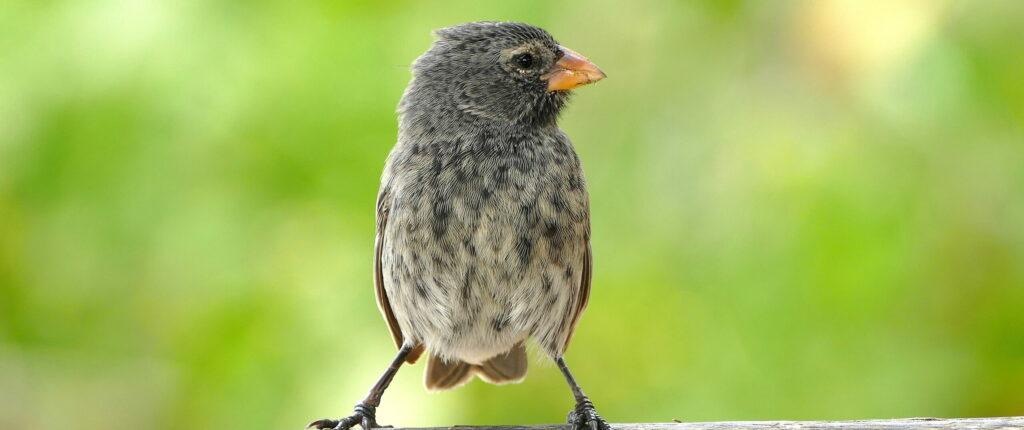 Darwin's finches