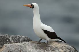 Diversity in Galapagos