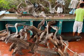 Seafood market Galapagos Islands