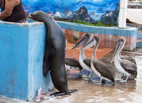 Galapagos sea lions